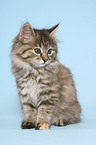 sitting Kurilian Bobtail kitten