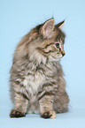 sitting Kurilian Bobtail kitten