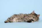 lying Kurilian Bobtail kitten