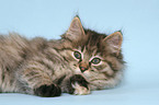 lying Kurilian Bobtail kitten