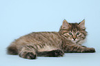 lying Kurilian Bobtail kitten