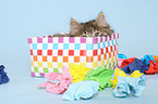 Kurilian Bobtail kitten in basket