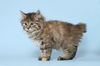 standing Kurilian Bobtail kitten