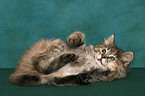 rolling Kurilian Bobtail kitten