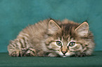 lying Kurilian Bobtail kitten