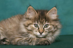 lying Kurilian Bobtail kitten