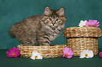 standing Kurilian Bobtail kitten