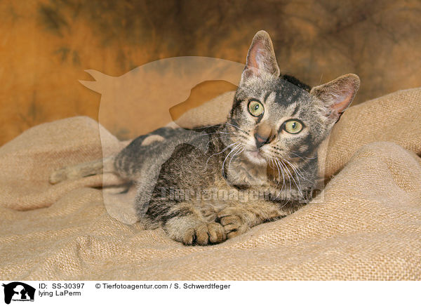 liegende LaPerm / lying LaPerm / SS-30397