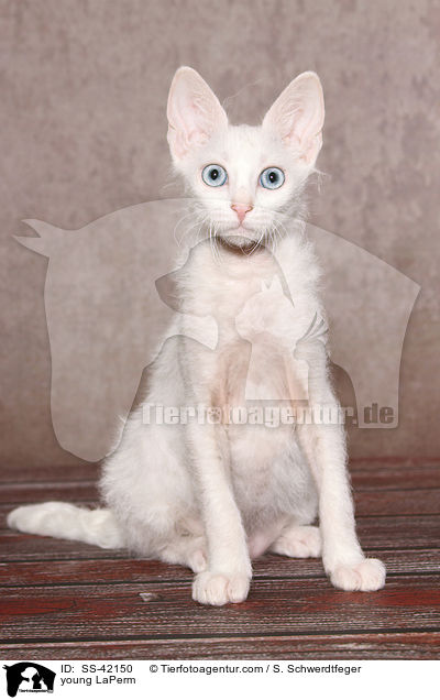 junge LaPerm / young LaPerm / SS-42150