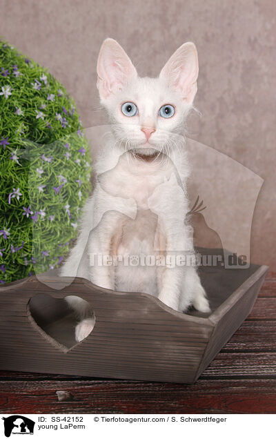 junge LaPerm / young LaPerm / SS-42152