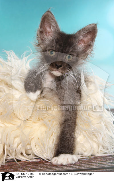 LaPerm Ktzchen / LaPerm Kitten / SS-42188