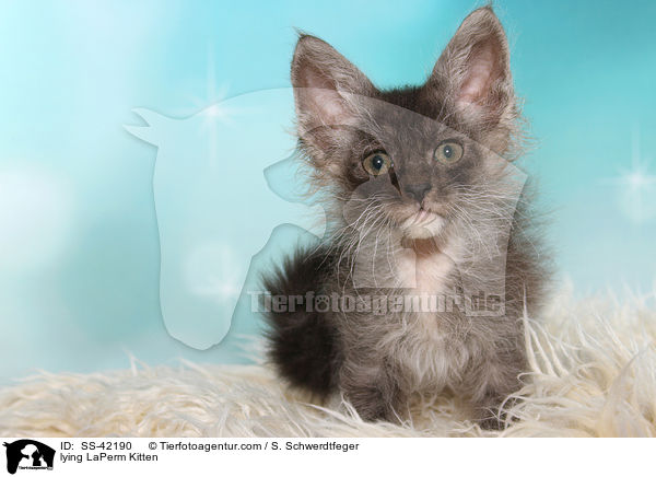 liegendes LaPerm Ktzchen / lying LaPerm Kitten / SS-42190