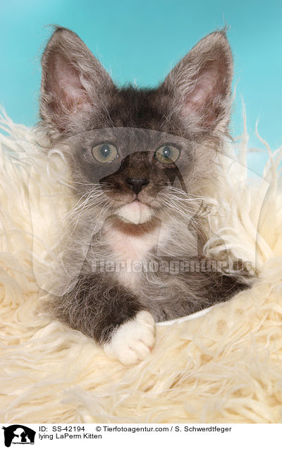 liegendes LaPerm Ktzchen / lying LaPerm Kitten / SS-42194