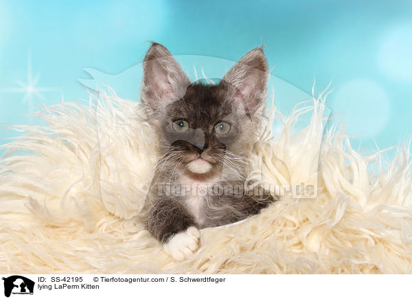 lying LaPerm Kitten / SS-42195