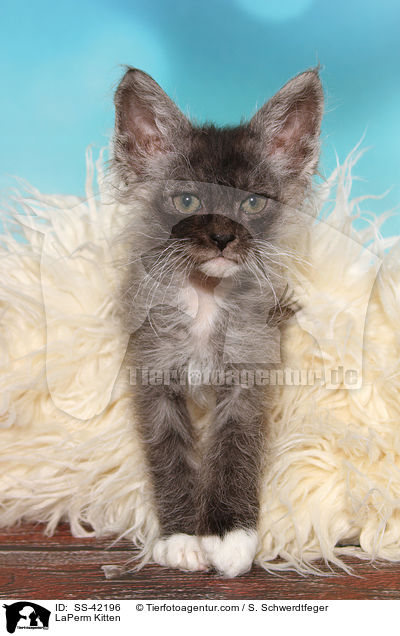 LaPerm Ktzchen / LaPerm Kitten / SS-42196
