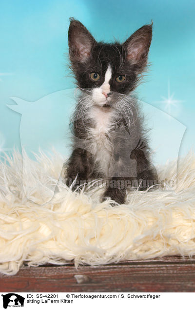 sitting LaPerm Kitten / SS-42201