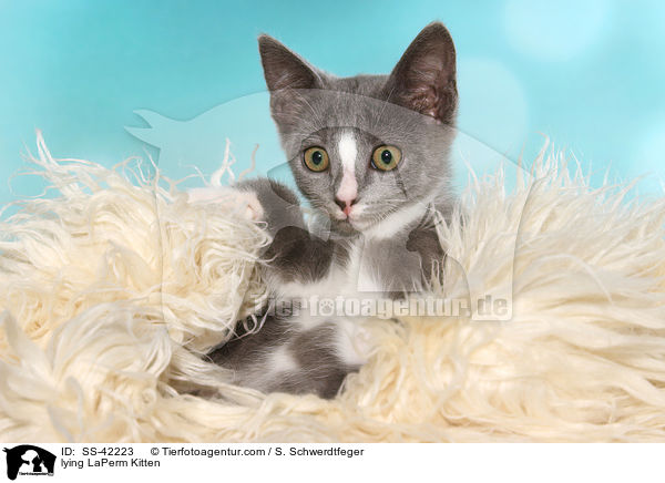 liegendes LaPerm Ktzchen / lying LaPerm Kitten / SS-42223