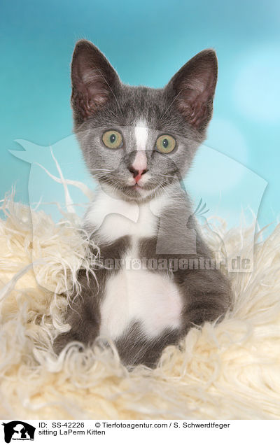 sitzendes LaPerm Ktzchen / sitting LaPerm Kitten / SS-42226