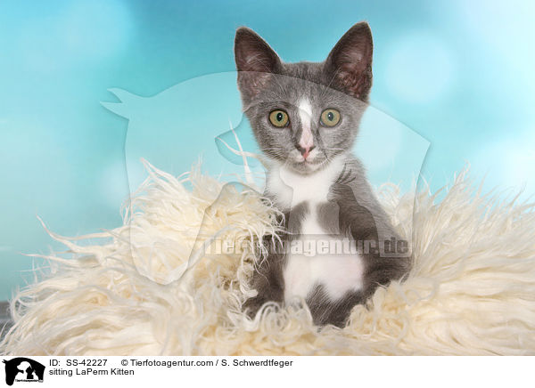 sitting LaPerm Kitten / SS-42227