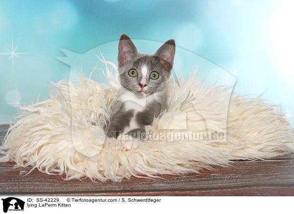 liegendes LaPerm Ktzchen / lying LaPerm Kitten / SS-42229