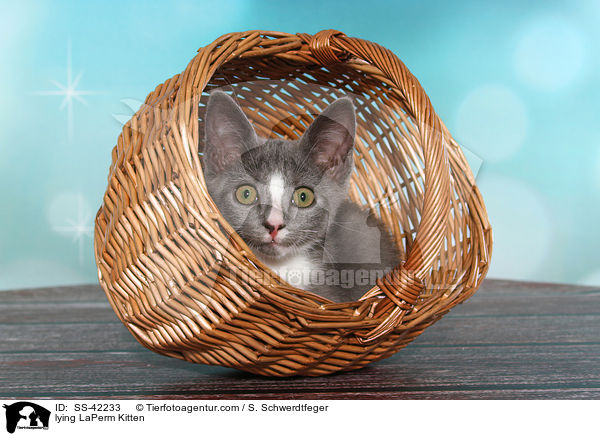 liegendes LaPerm Ktzchen / lying LaPerm Kitten / SS-42233