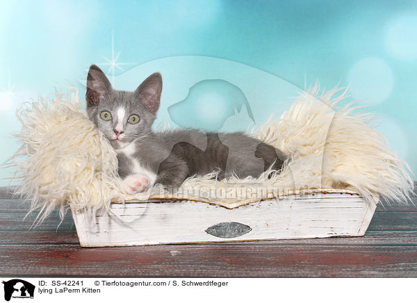 liegendes LaPerm Ktzchen / lying LaPerm Kitten / SS-42241