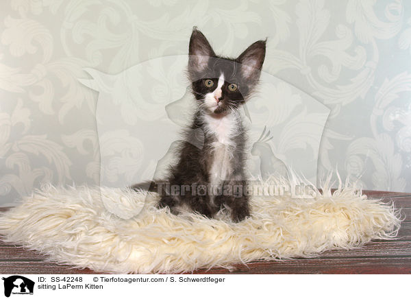 sitting LaPerm Kitten / SS-42248