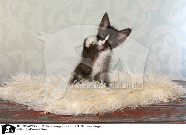 sitting LaPerm Kitten / SS-42249
