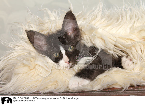 liegendes LaPerm Ktzchen / lying LaPerm Kitten / SS-42252