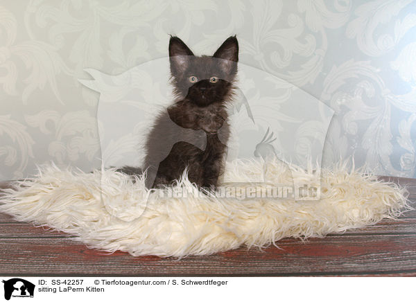 sitting LaPerm Kitten / SS-42257