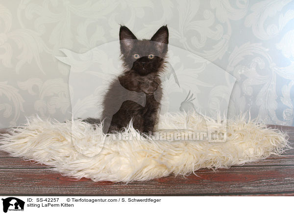 sitzendes LaPerm Ktzchen / sitting LaPerm Kitten / SS-42257