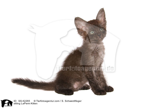 sitting LaPerm Kitten / SS-42265