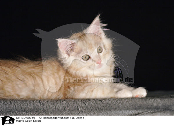 Maine Coon Kitten / BD-00056