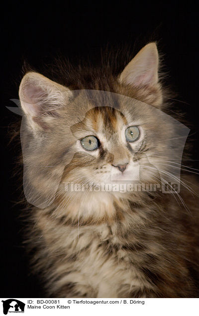 Maine Coon Kitten / BD-00081