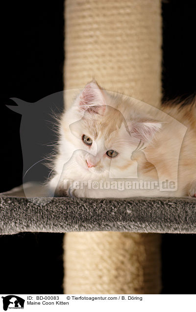 Maine Coon Ktzchen / Maine Coon Kitten / BD-00083