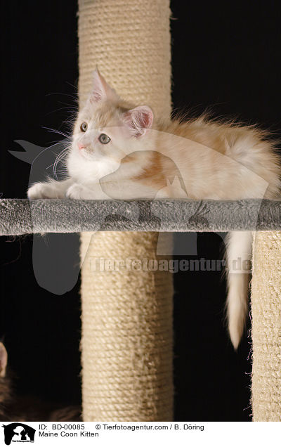 Maine Coon Ktzchen / Maine Coon Kitten / BD-00085