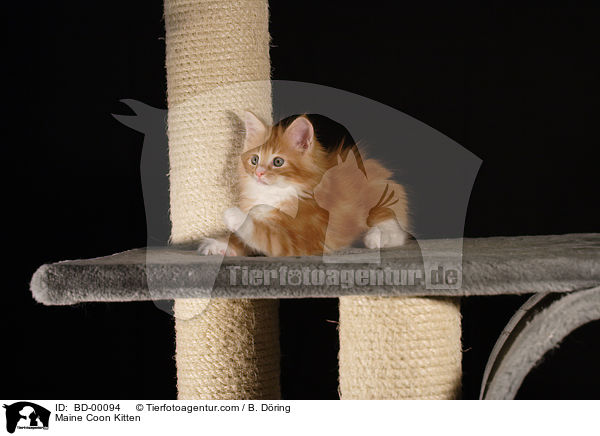 Maine Coon Ktzchen / Maine Coon Kitten / BD-00094