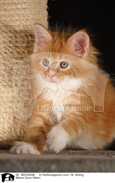 Maine Coon Ktzchen / Maine Coon Kitten / BD-00096