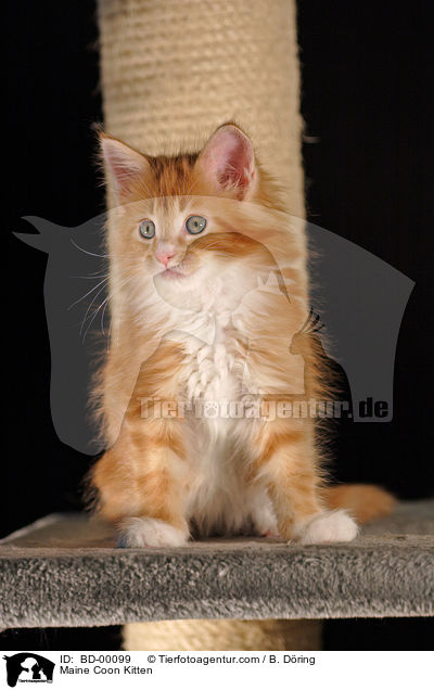 Maine Coon Ktzchen / Maine Coon Kitten / BD-00099