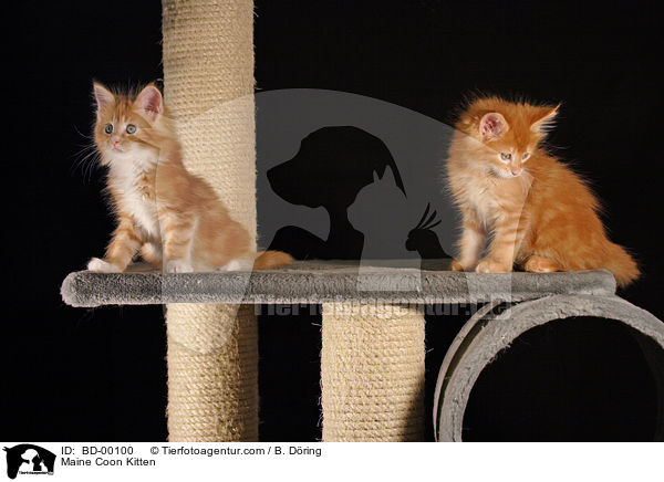 Maine Coon Ktzchen / Maine Coon Kitten / BD-00100