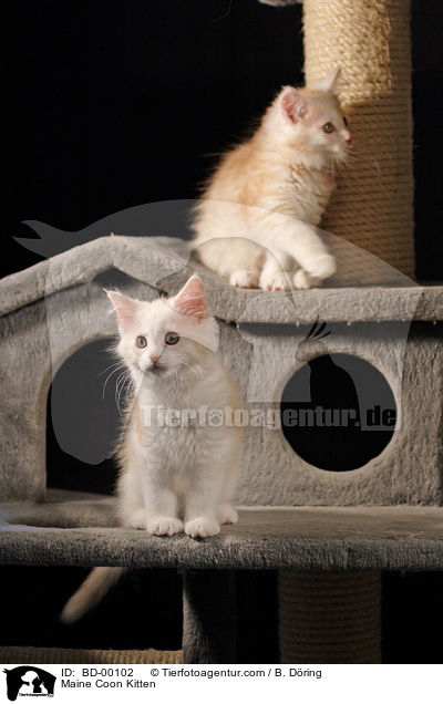 Maine Coon Ktzchen / Maine Coon Kitten / BD-00102