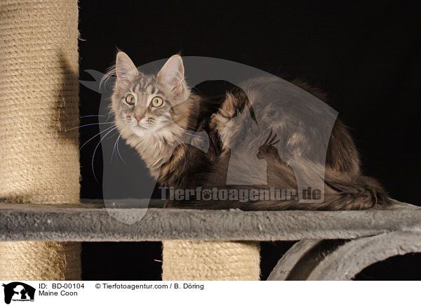 Maine Coon / Maine Coon / BD-00104