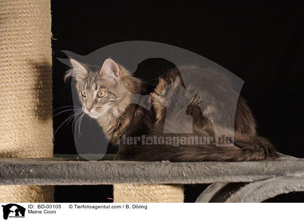 Maine Coon / Maine Coon / BD-00105