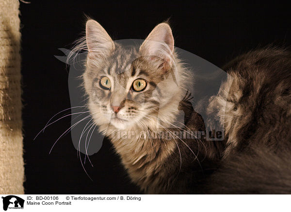 Maine Coon Portrait / Maine Coon Portrait / BD-00106