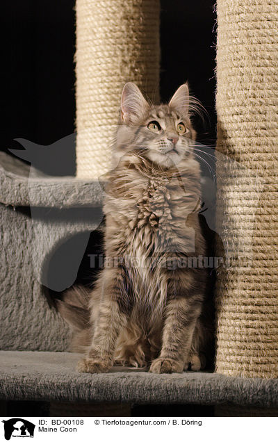 Maine Coon / Maine Coon / BD-00108