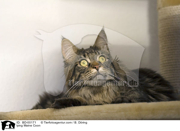 liegende Maine Coon / lying Maine Coon / BD-00171