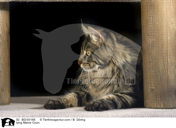 lying Maine Coon / BD-00166