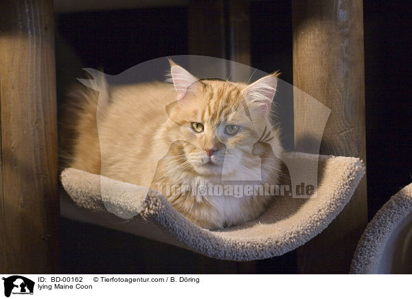 liegende / lying Maine Coon / BD-00162