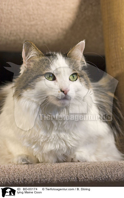 lying Maine Coon / BD-00174