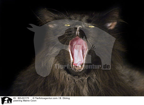 yawning Maine Coon / BD-00175